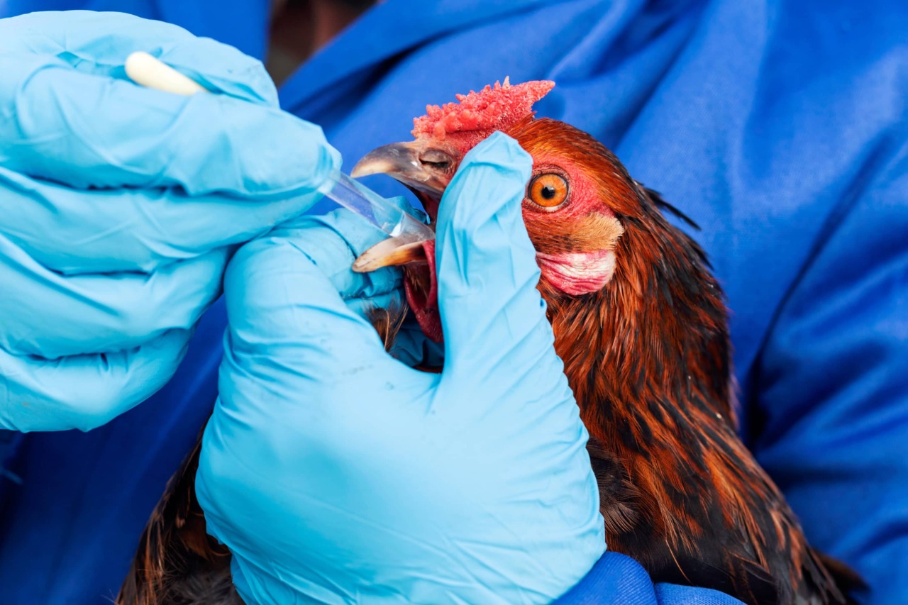 В Гонконге неподалеку от птицефермы произошла вспышка птичьего гриппа