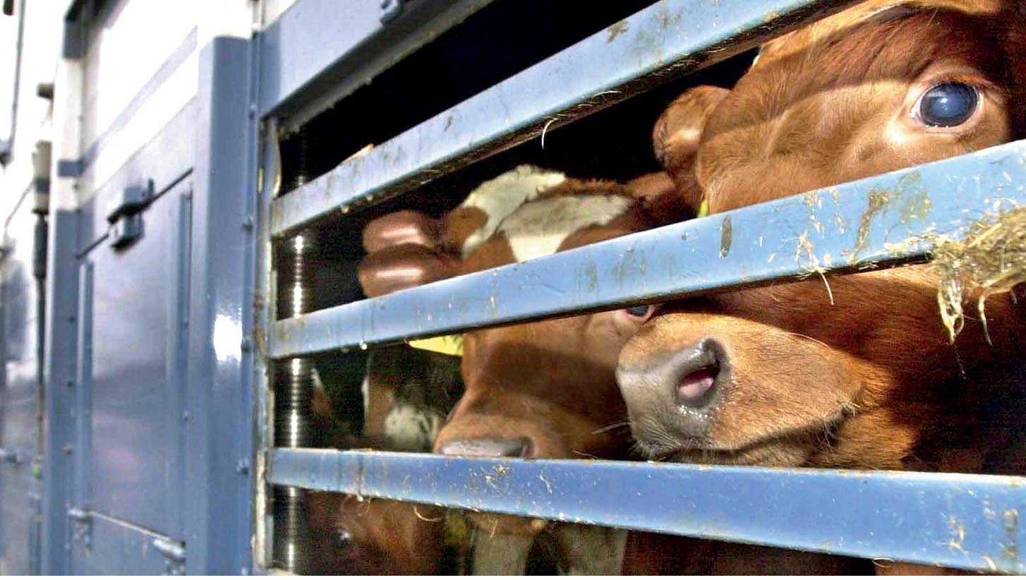 В 2023 году хозяйства Башкортостана приобрели 4 тысячи голов племенного молодняка КРС