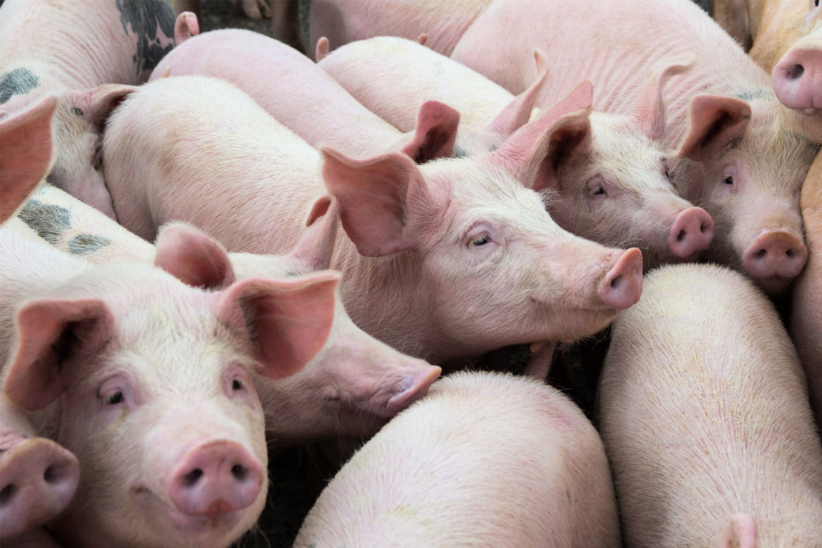 EMEAT: Российский рынок свинины вырос на 3,4%