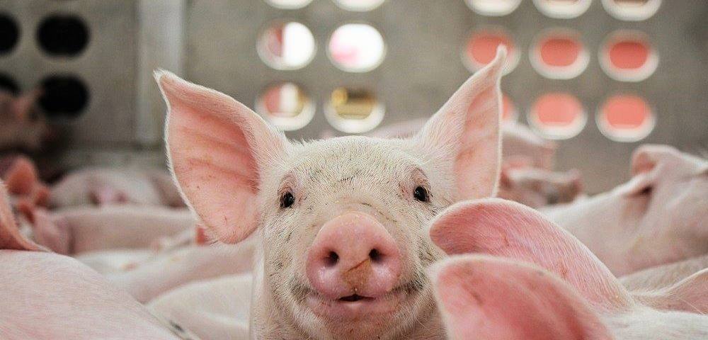 Из Тульской области в Грузию впервые отправили свыше 62 тысяч живых свиней