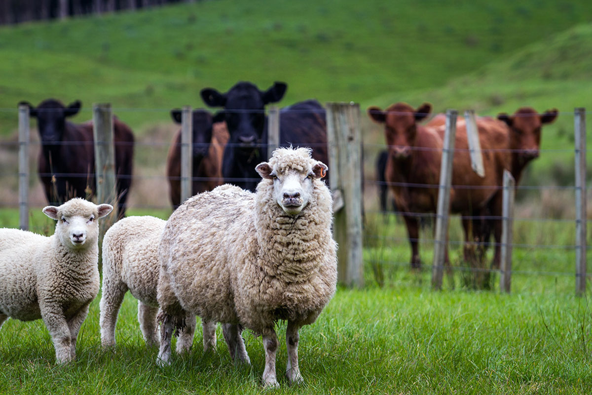 Овцеводов поддержат генофондом
