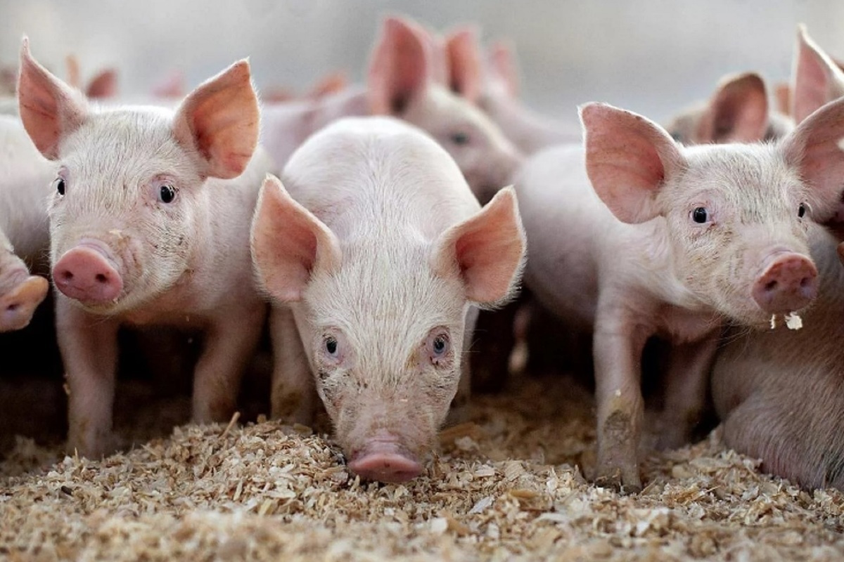 В Липецкой области растет производство свинины