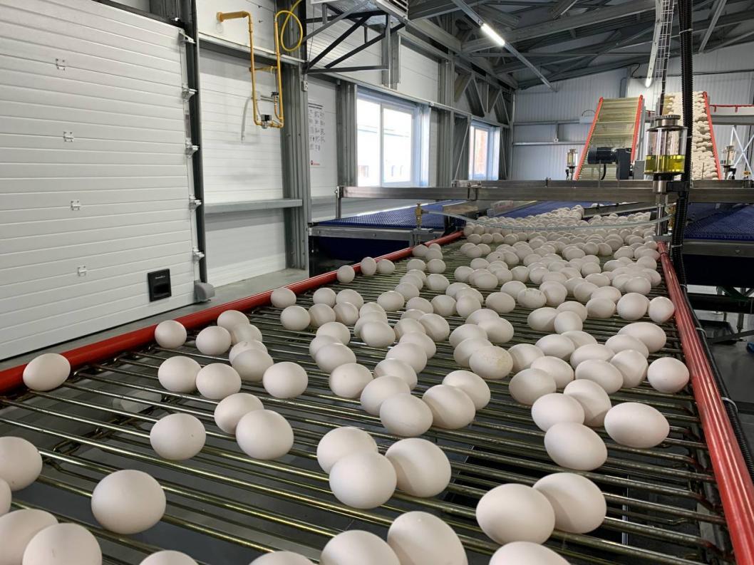 Минсельхоз ожидает роста производства яиц и мяса птицы в РФ к концу года Минсельхоз ожидает роста производства яиц и мяса птицы в РФ к концу года