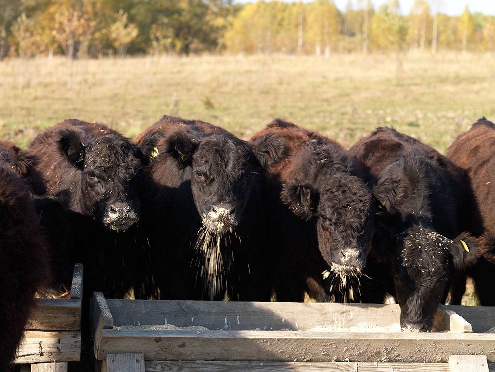 В Коми сохраняется тренд на рост продуктивности в молочном и мясном скотоводстве