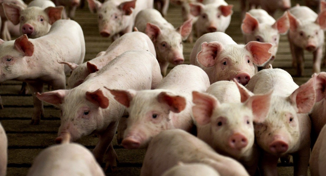 Поголовье свиней в Псковской области выросло более чем на 17%
