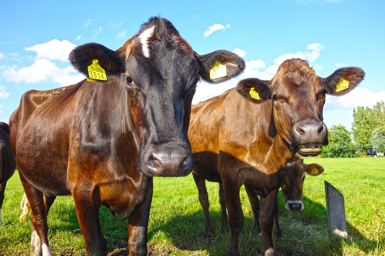 В Ингушетии планируют снизить цены на скот по случаю Курбан-байрама