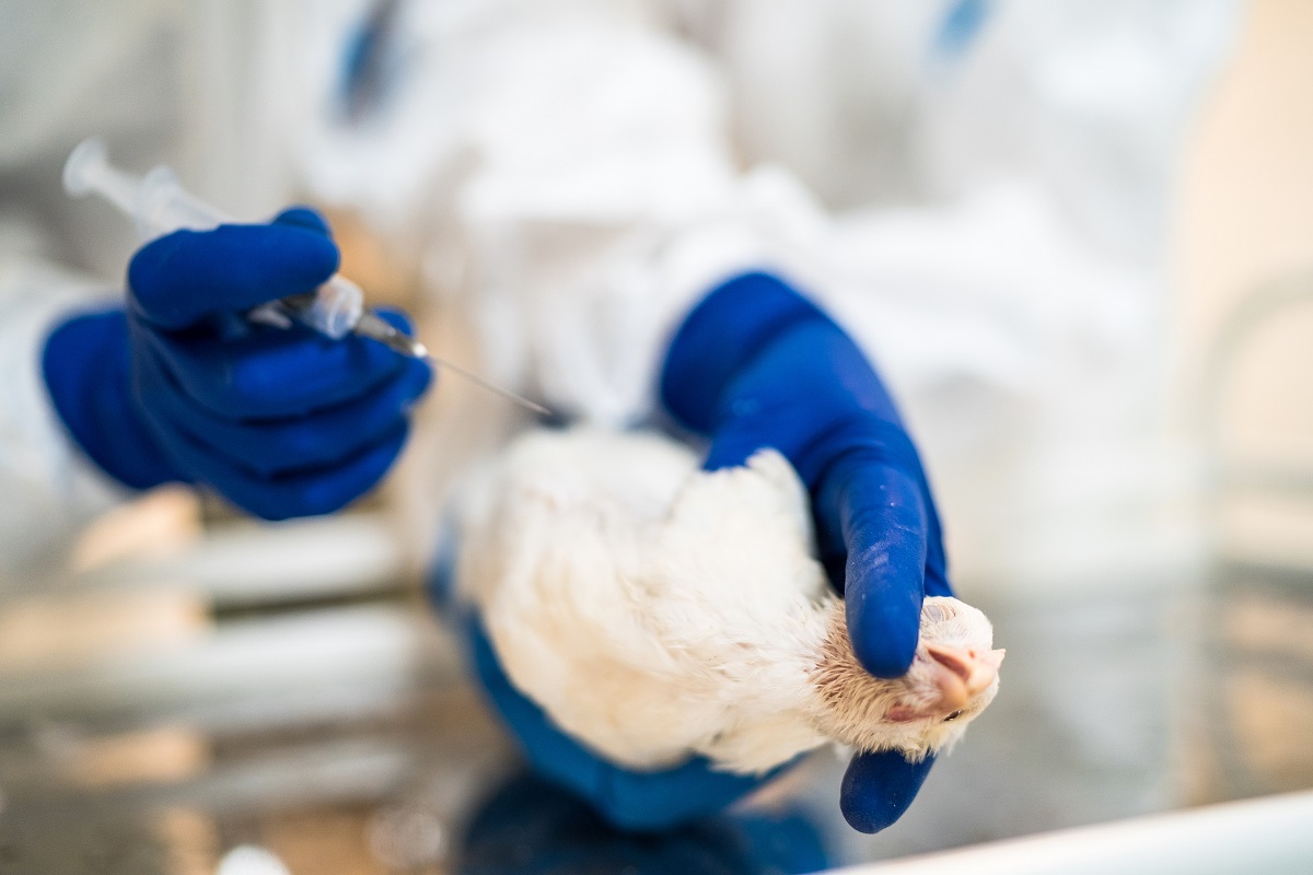 Вакцины от гриппа птиц, предназначенные для кур-несушек, доказали свою эффективность на практике