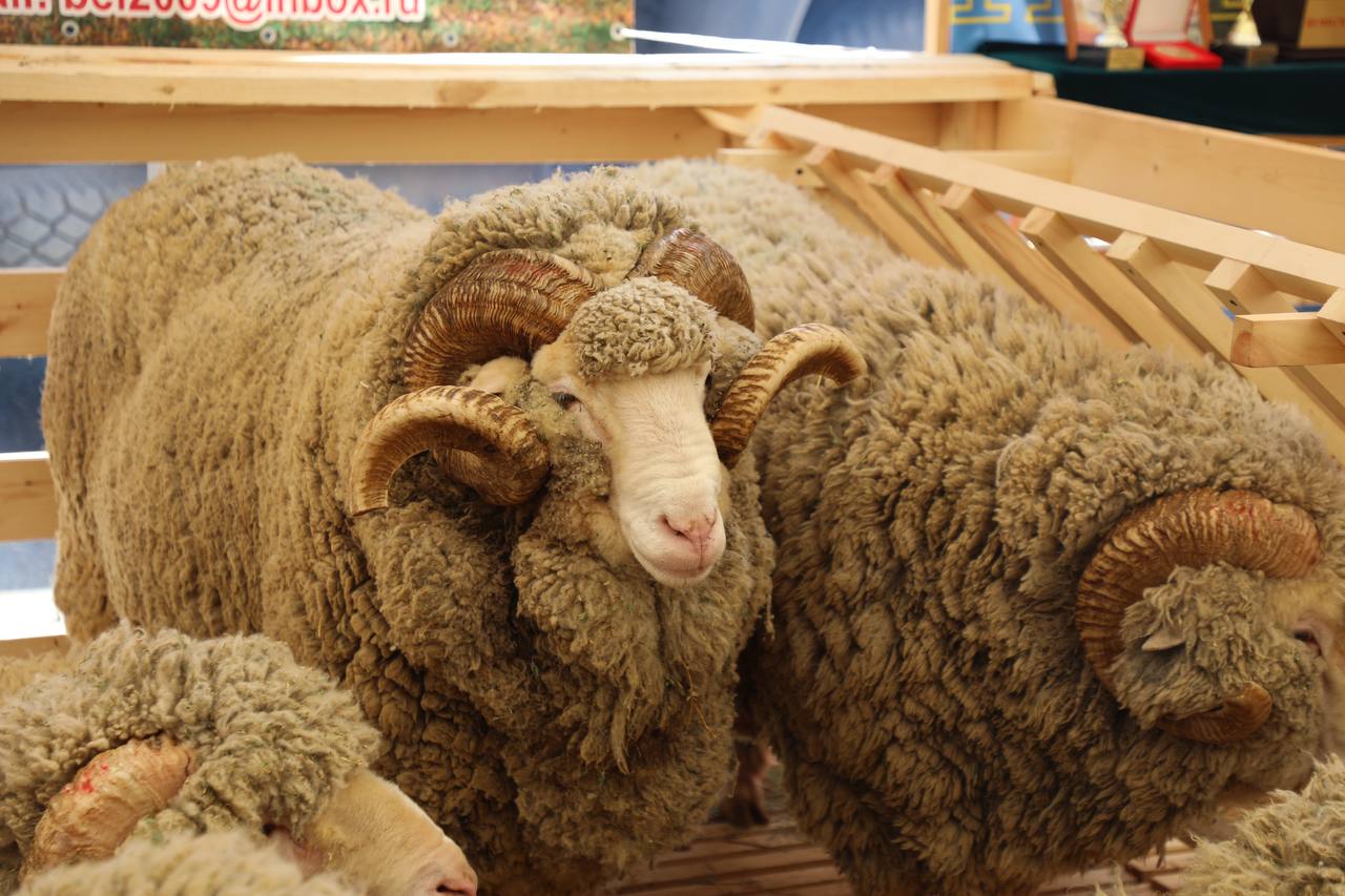 Свыше 150 племенных животных представят на 2 этапе Российской выставки овец в Чите