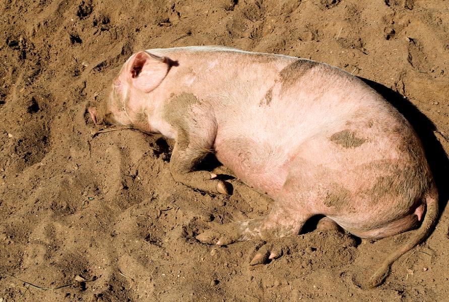 На Украине нашли туши свиней, зараженные африканской чумой