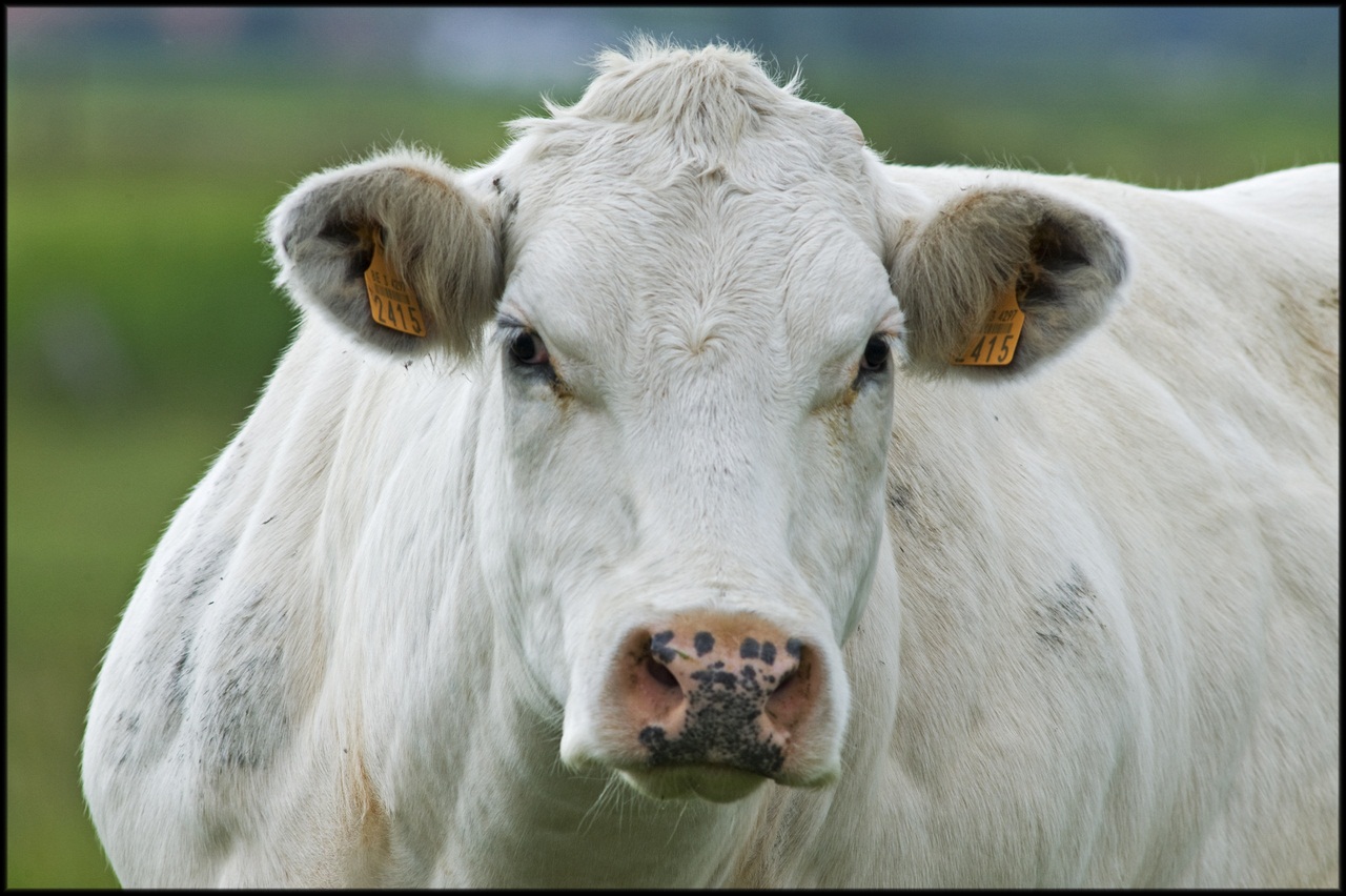 В Бразилии корову-тяжеловеса продали с аукциона за 4 млн долларов