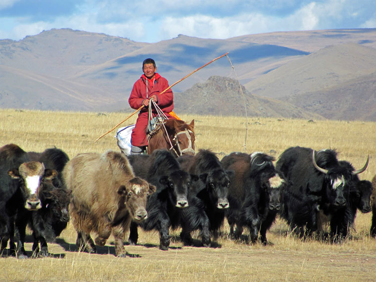 В Минсельхозе Бурятии предложили привлекать на работу монгольских животноводов