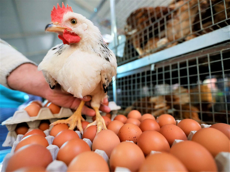 ​Птицефабрика «Челябинская» согласилась стабилизировать цены на яйца
