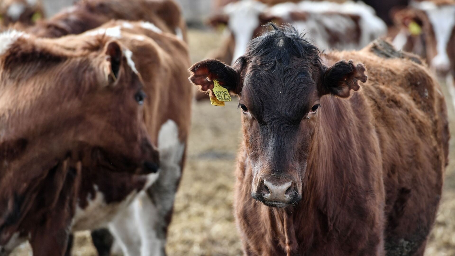 Производство мяса скота и птицы на Дону в 2024 году выросло на 10%