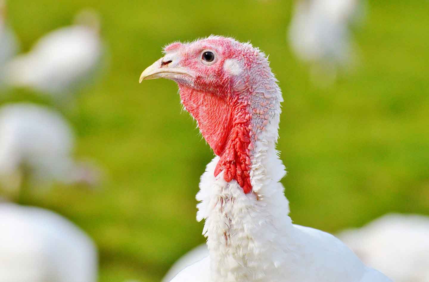 Мониторинг цен на мясо индейки в России и за рубежом, данные на 25 ноября 2024 года