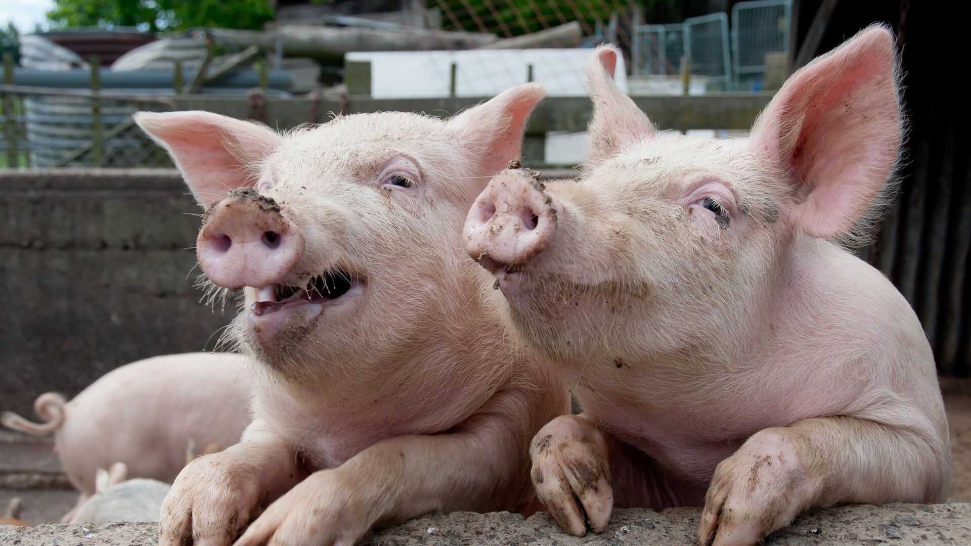 Прокуратура подала иск о взыскании почти 3 млрд рублей с новосибирского свинокомплекса