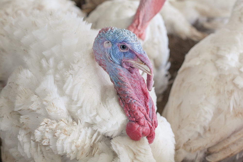 Мониторинг цен на мясо индейки в России и за рубежом, данные на 10 февраля 2025 года