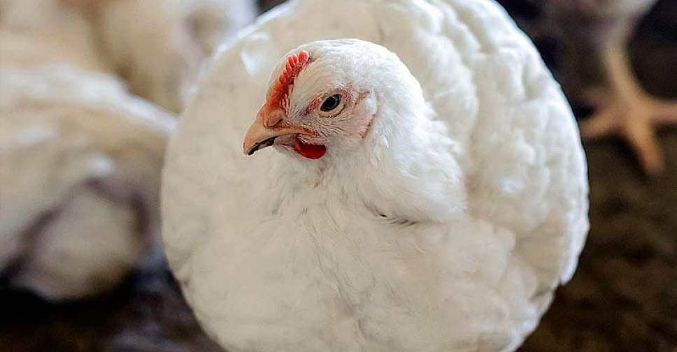 Мониторинг цен на куриное мясо в России и за рубежом, данные на 10 февраля 2025 года