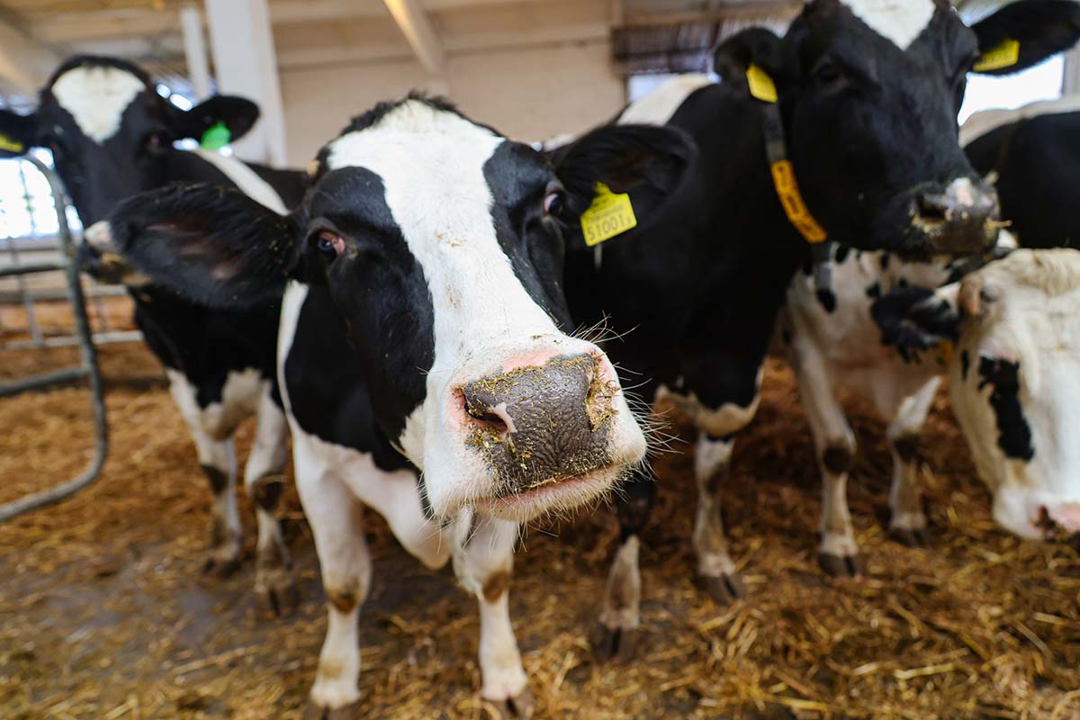 В Калужской области появится генетический центр для крупного рогатого скота