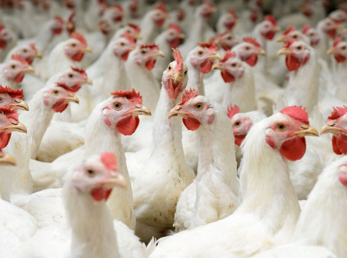 Мониторинг цен на куриное мясо в России и за рубежом, данные на 17 февраля 2025 года