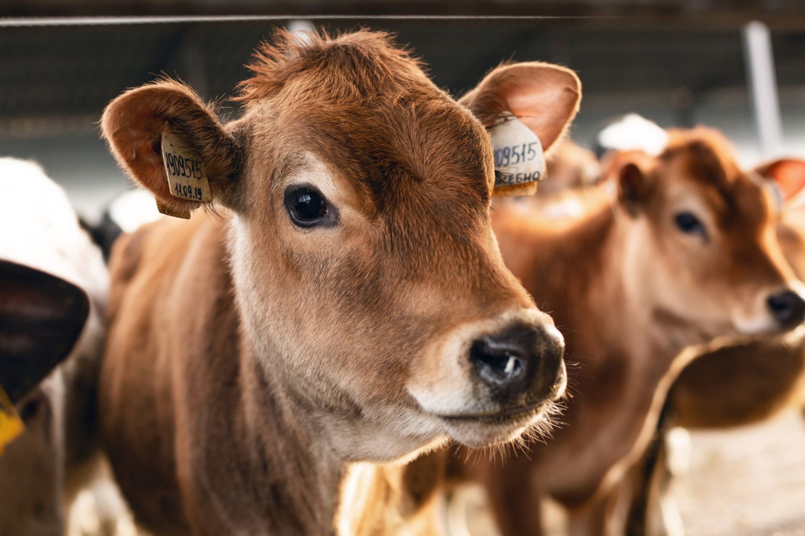 Племенной молодняк Хакасии поедет в ЛНР