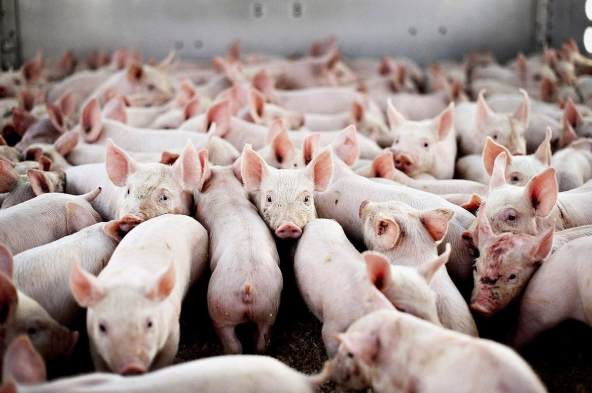 Дорожник решился на продажу свинокомплекса под Липецком за 2,2 млрд рублей