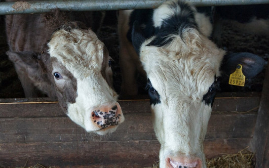 Сельхозорганизации РФ в январе увеличили производство скота и птицы на 1,6%, яиц - на 5,7%