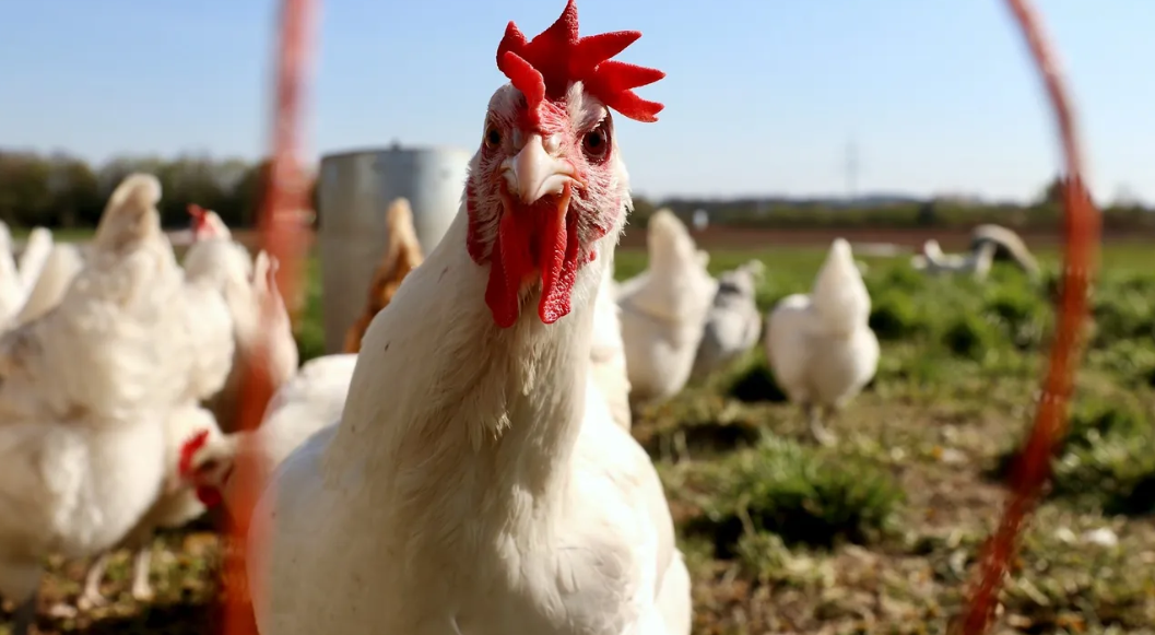 Цифровые модели кур могут повысить продуктивность домашней птицы