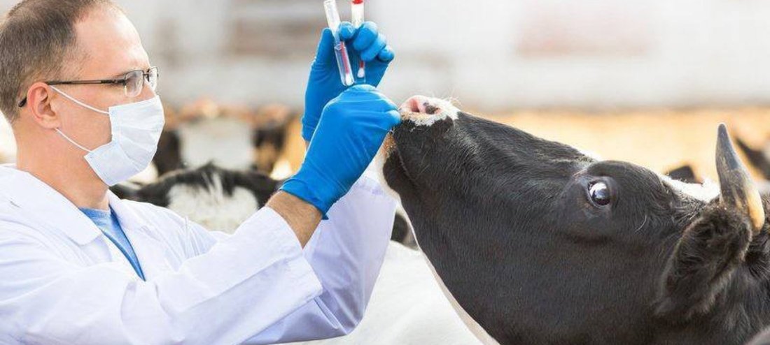 Прогноз Россельхознадзора о распространении ящура по территории ЕС подтвердился