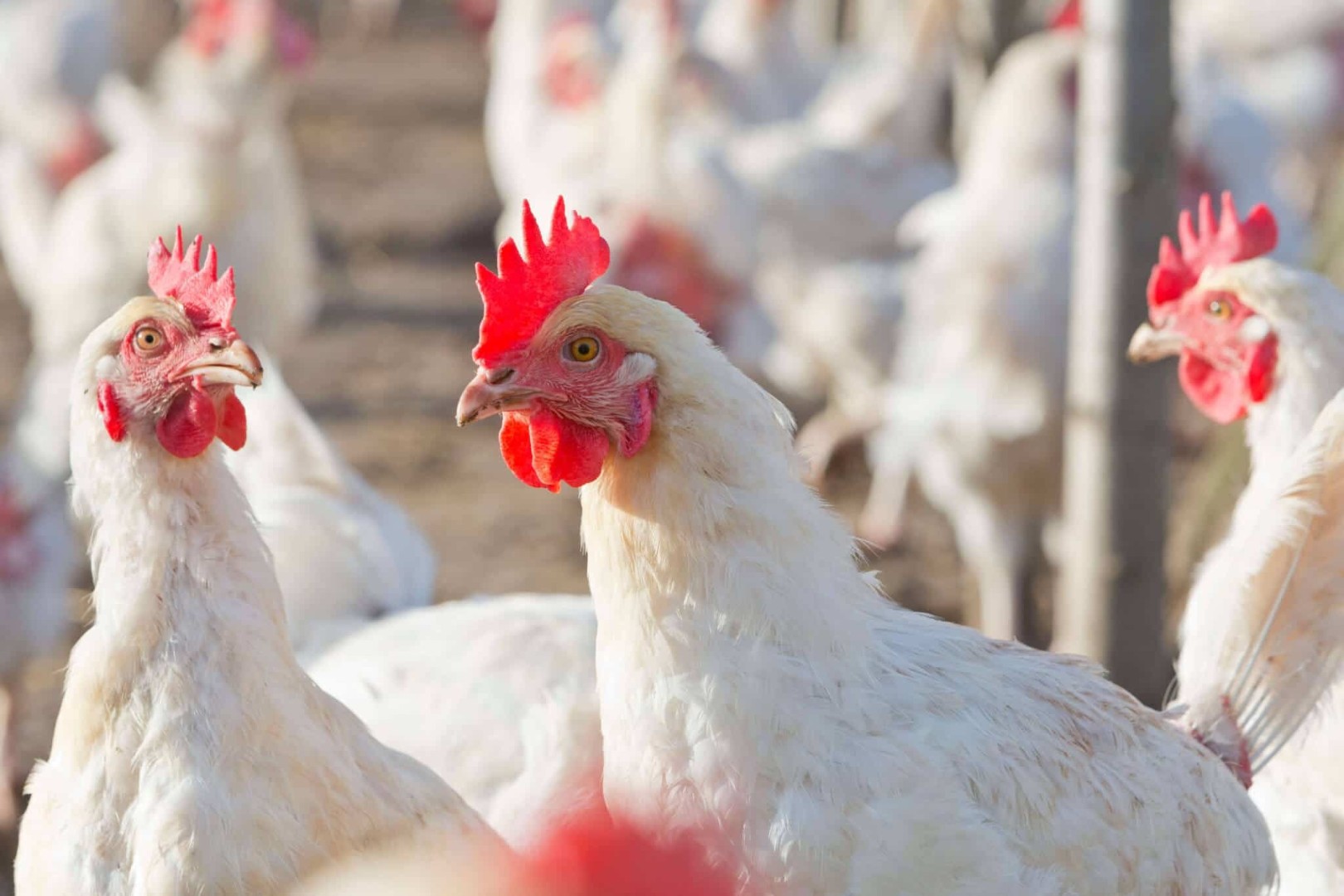 Якутская птицефабрика расширяет поставки кур-несушек в арктические улусы