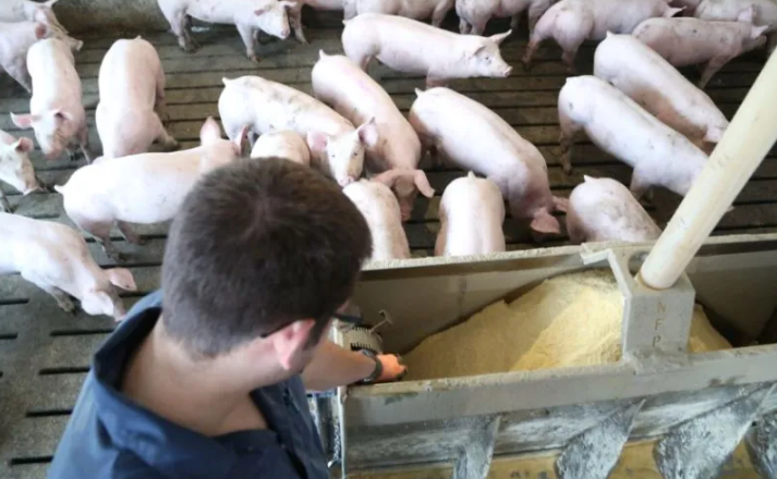 Мониторинг цен на свинину в Китае на 18-й неделе 2025 года