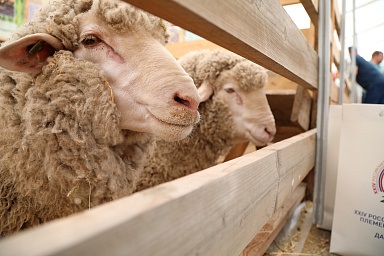 Впервые в Дагестане состоится овцеводческий аукцион