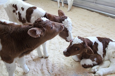 В Карелии отмечается рост объемов производства сельхозпродукции