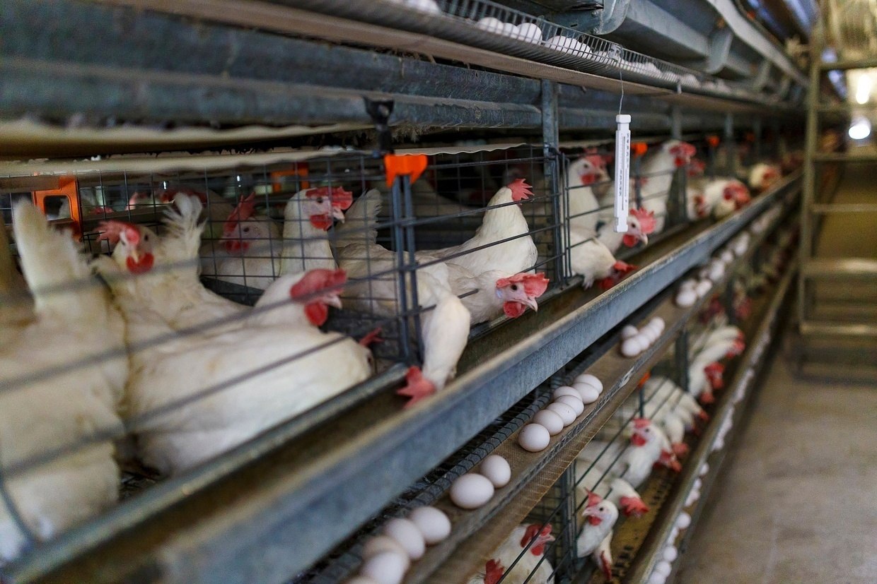 В Тамбовской области приступили к строительству птицефабрики мощностью 120 млн яиц в год