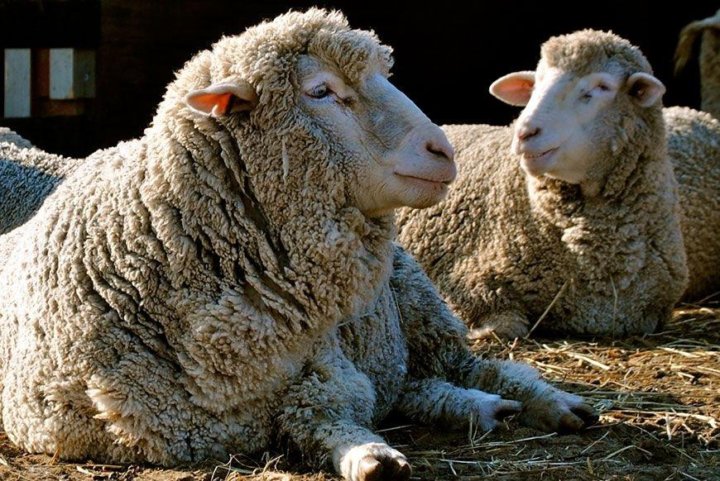 Новые достижения ГАП «Ресурс» в овцеводстве