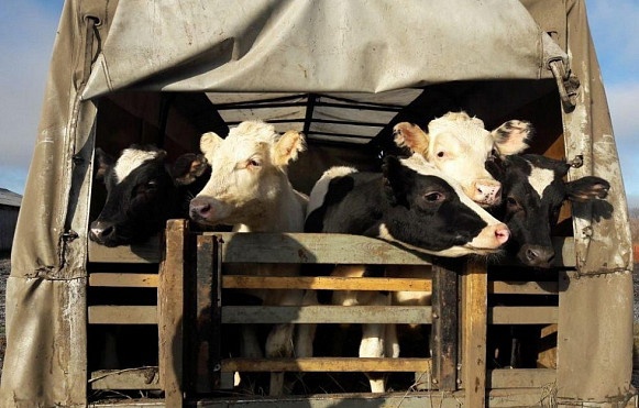 Республика Бурятия планирует возобновить масштабный экспорт сельскохозяйственных животных ориентируясь на рынок Узбекистана