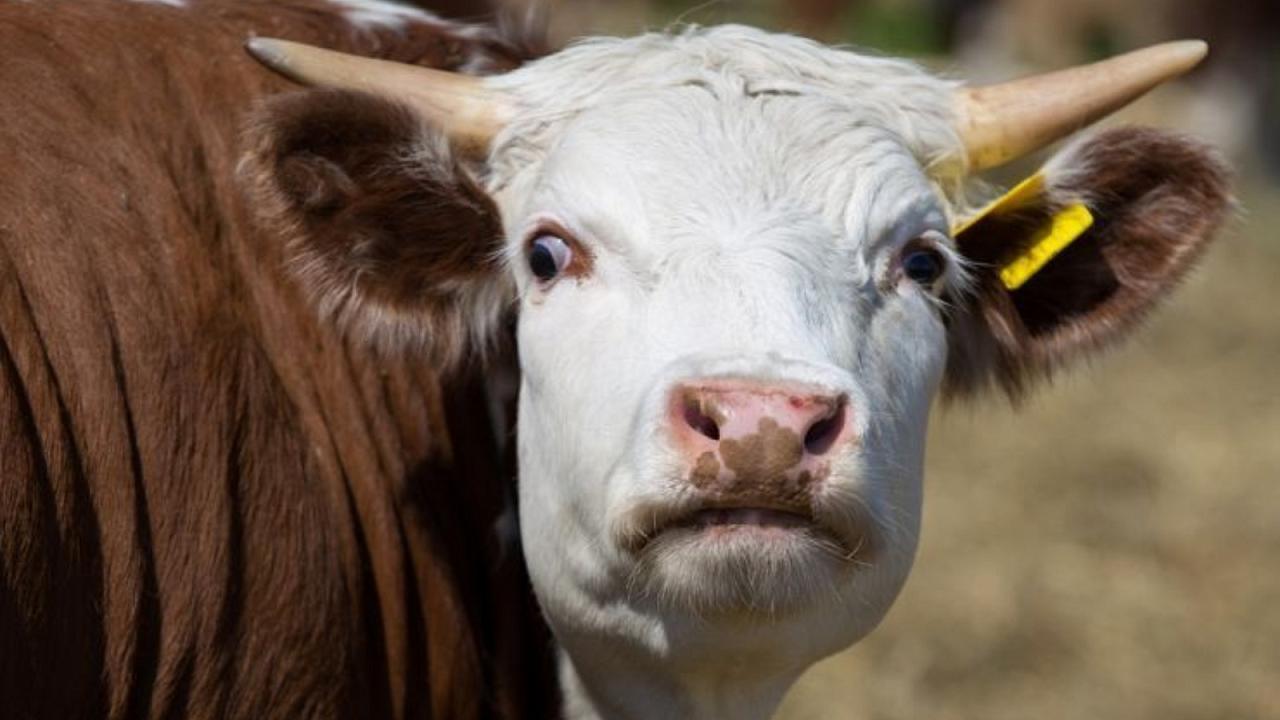 КалмГУ провел первый аукцион племенного скота