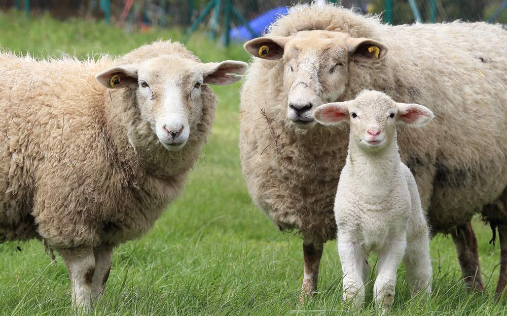 Ставрополье обеспечит бараниной весь Юг России