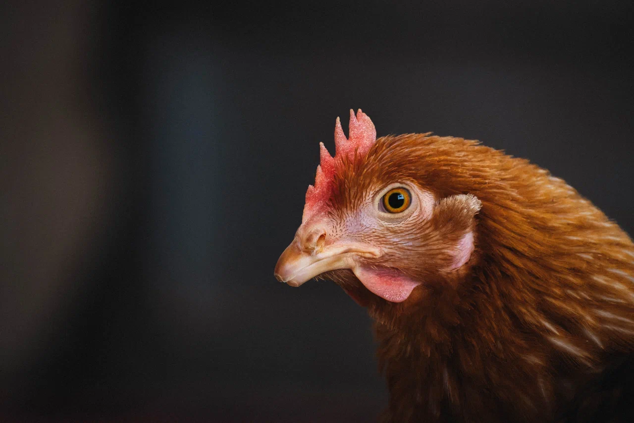 Россельхознадзор проверяет птицефермы Запорожской области