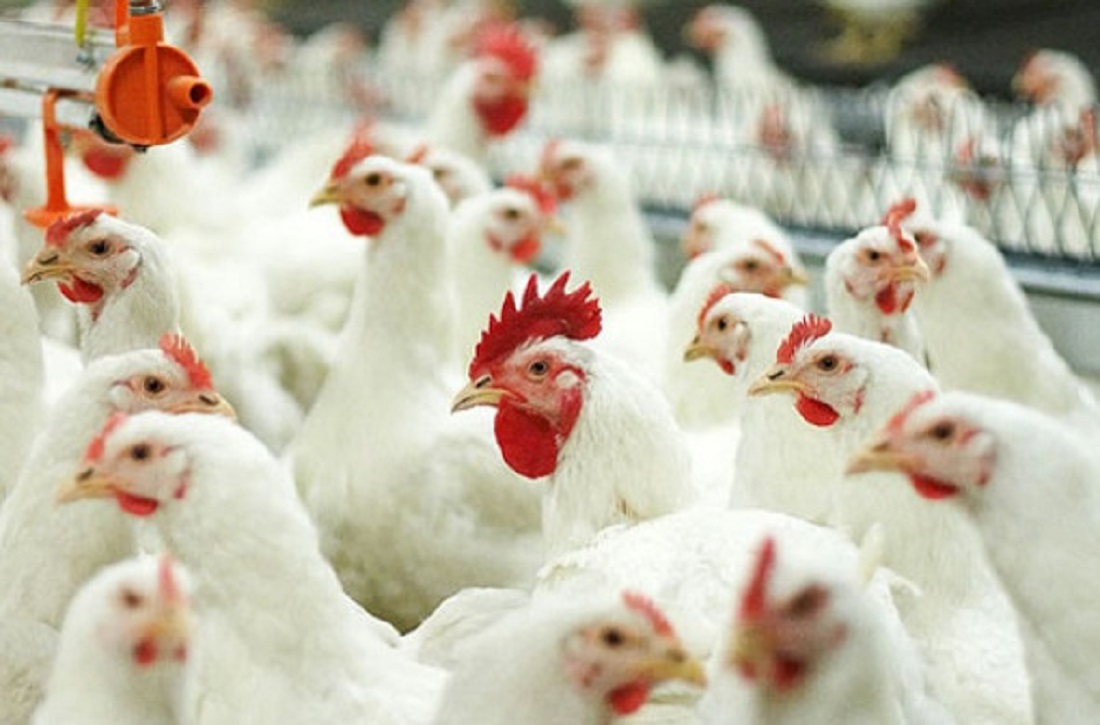 Крупнейшую астраханскую птицефабрику после пожара восстановят в начале 2026 года