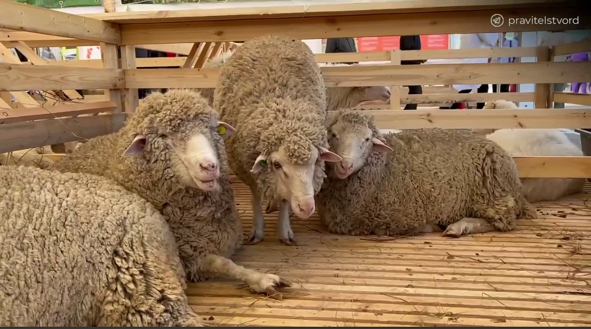 Второй этап Российской выставки племенных овец и коз пройдет в Чите