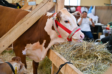 В июне пройдет ежегодная выставка племенных животных «Звезды Подмосковья»: более 30 хозяйств примут участие