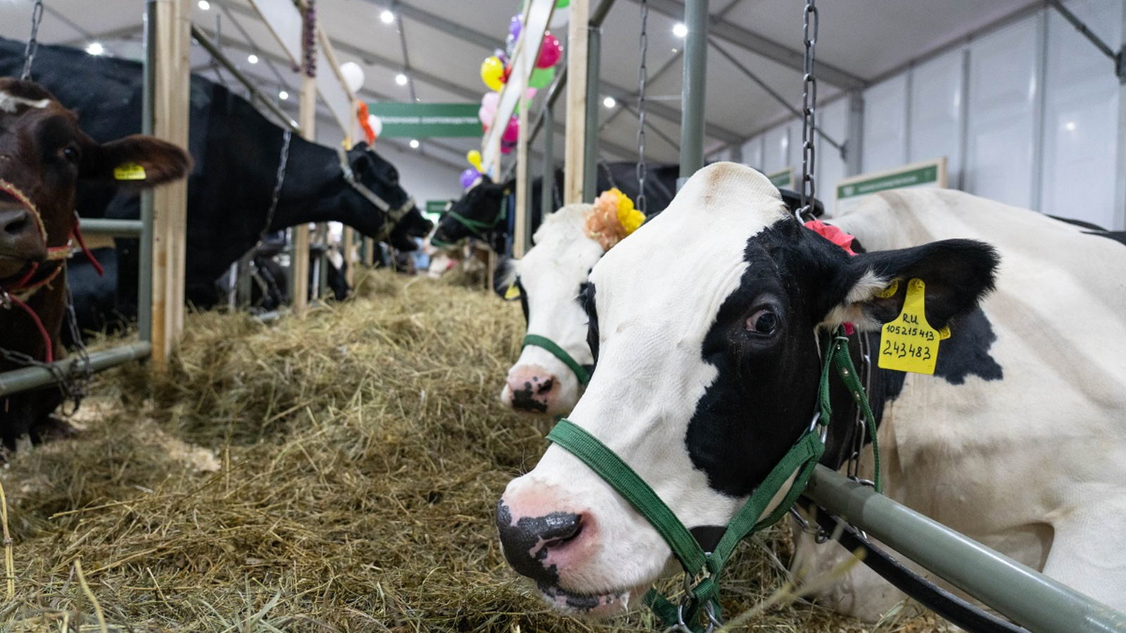 В Кирове пройдет выставка племенных животных