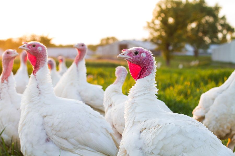 В Ростовской области планируется расширение мощностей производства на крупнейшем индейководческом комплексе