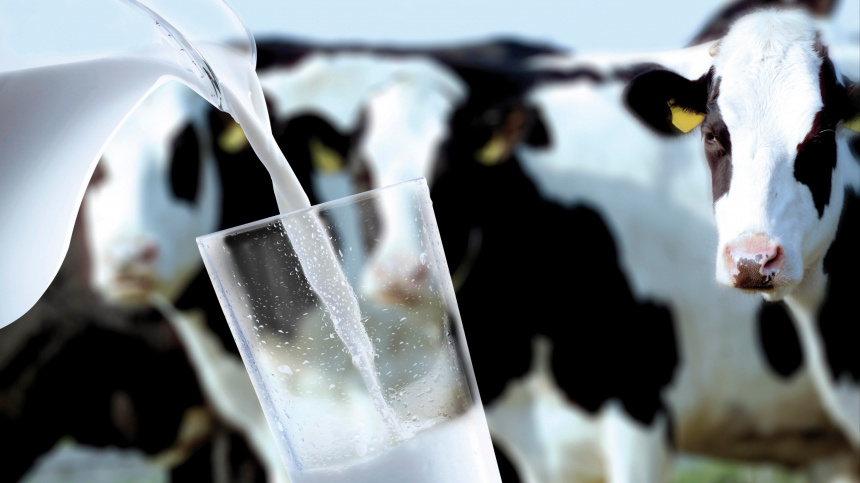 Как геномная оценка меняет молочное животноводство в России