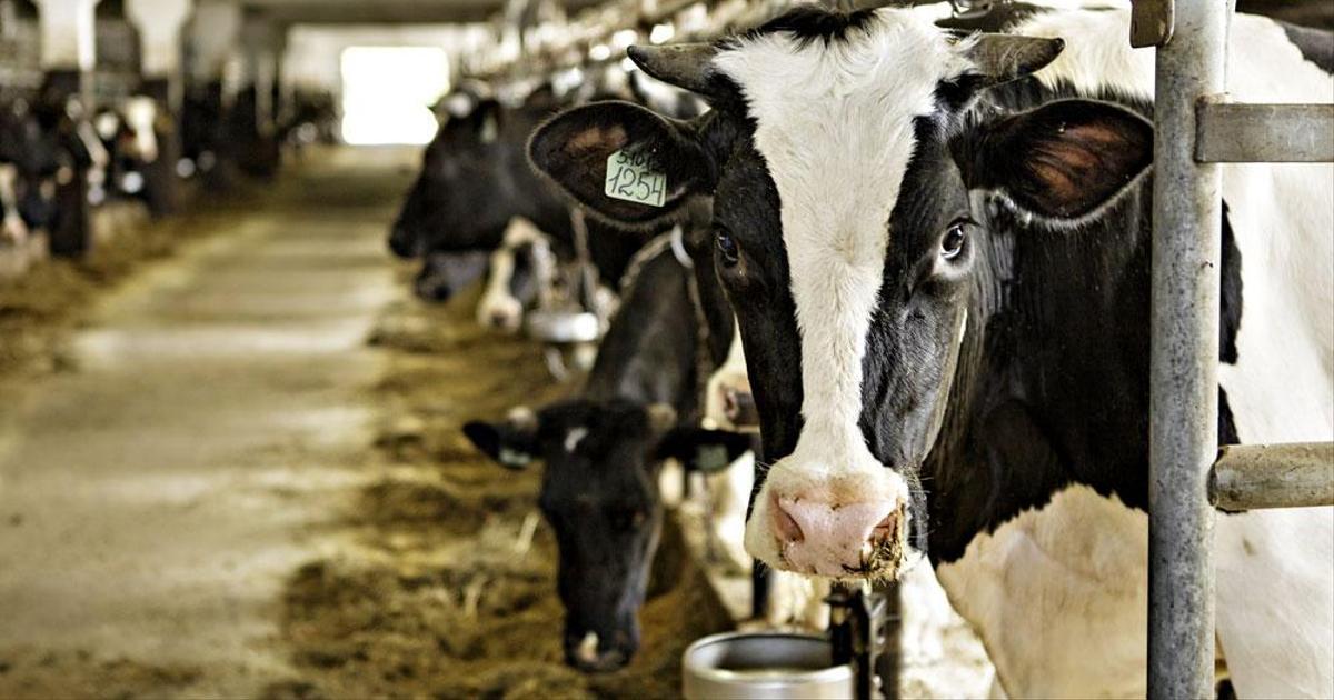 В Новгородской области в Окуловском округе строят молочно-товарную ферму на 200 голов КРС