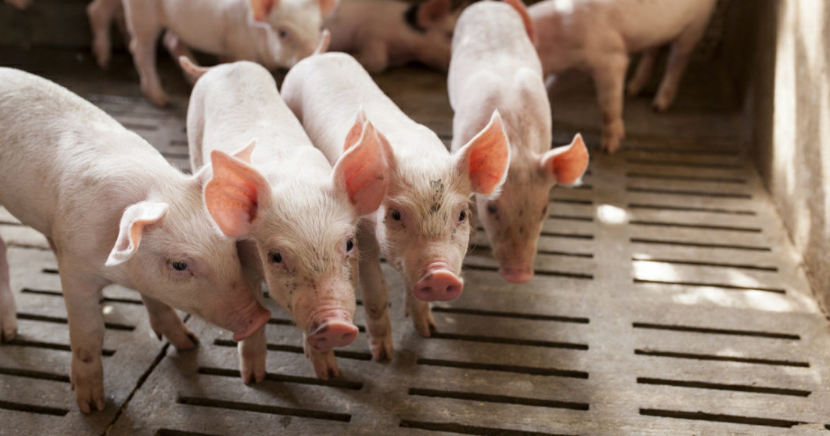 Белгородская компания потратит 22 млрд на мясные фермы в Ленобласти