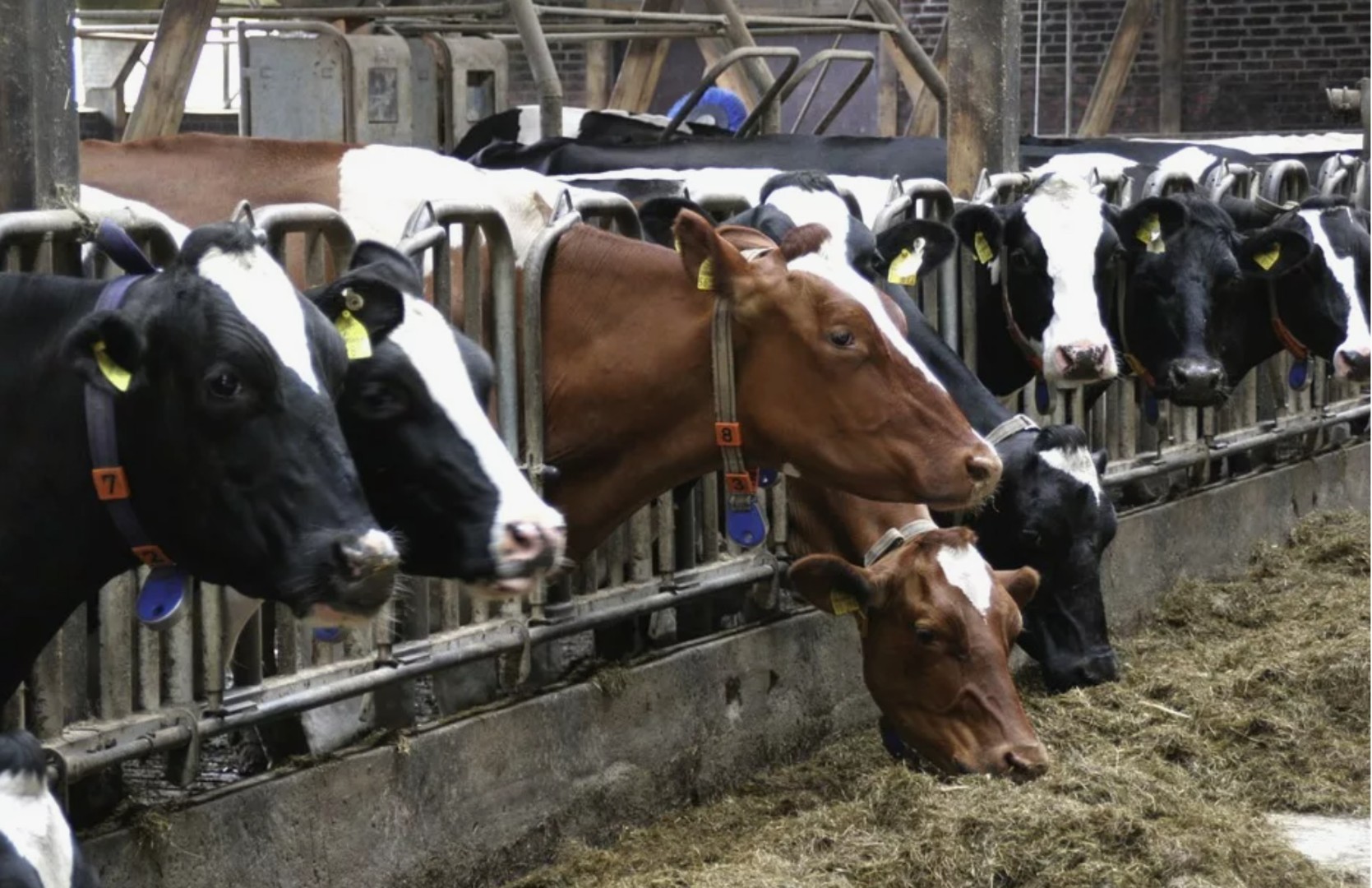 В Крыму в строительство животноводческих комплексов вложат 5,4 млрд рублей