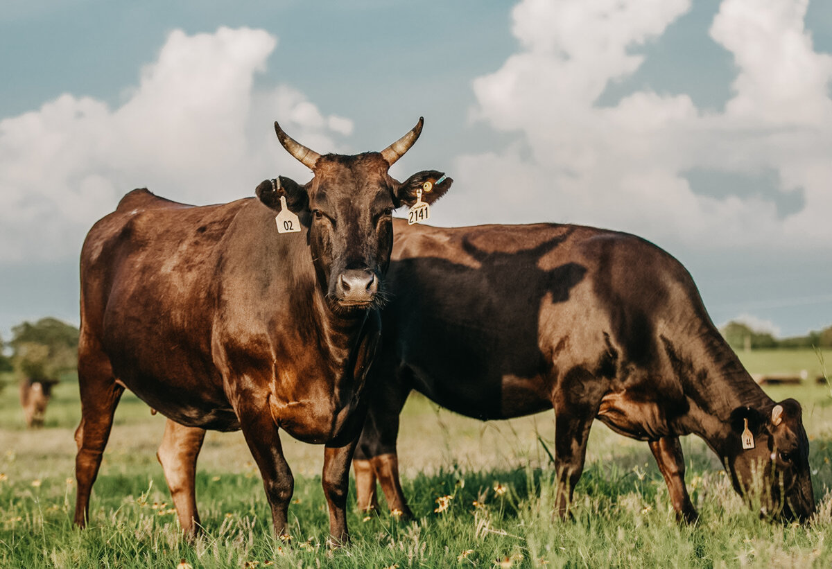 Производимая «Мираторгом» мясная порода Вагю внесена Минсельхозом в перечень пород для племенного разведения
