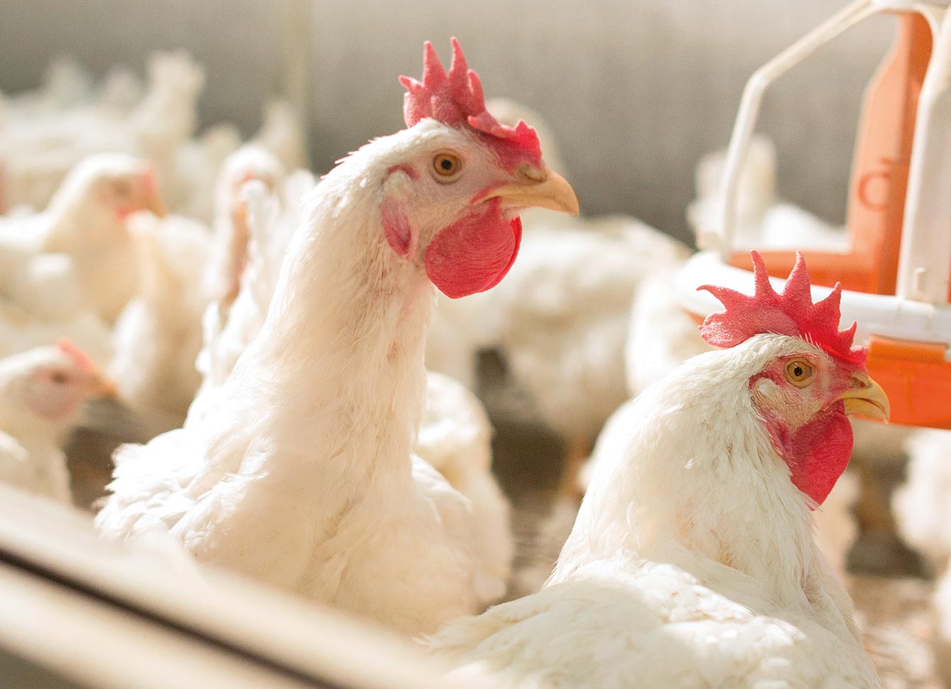 В Новосибирской области выставили на продажу законсервированную птицефабрику за 800 млн рублей