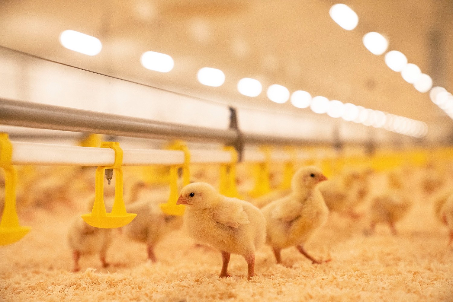 «Русское поле» открыло три новых птичника в Нижегородской области